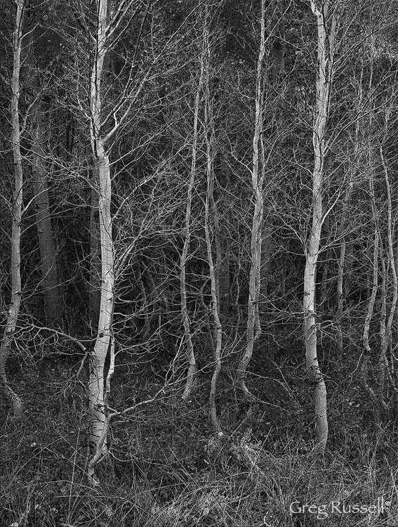 black and white image of bare aspen tress, sierra nevada, california