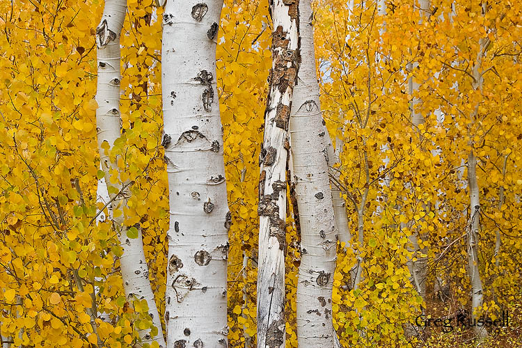 fall colors near conway summit in the eastern sierra nevada mountains