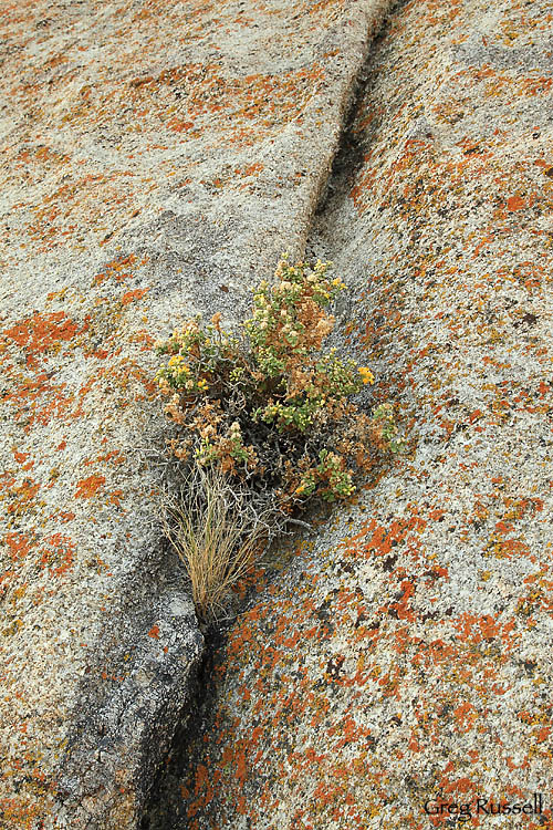 intimate landscape, alabama hills, lichen, flowers