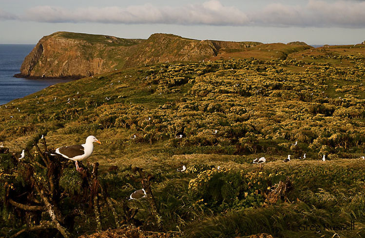 Western Gulls and coreopsis flowers