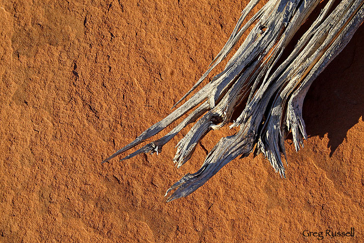 grand staircase-escalante; national park photo; utah photo; glen canyon recreation area; hiker photo; natural phenomenon; canyon photo; us national parks; national monument; national recreation area; intimate landscape; cedar; sandstone