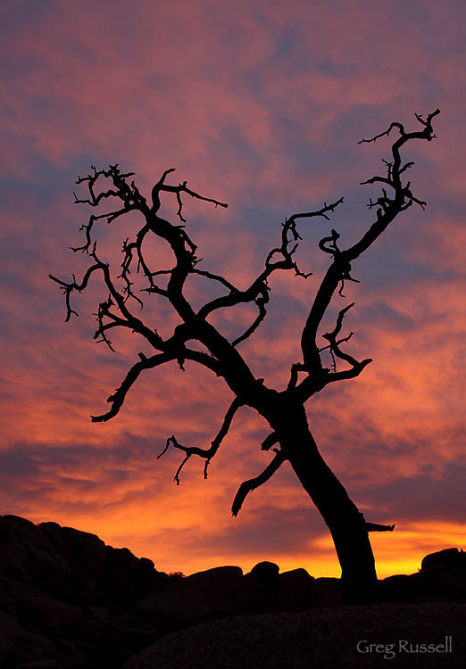 joshua tree; joshua tree national park;  dramatic sunrise; sunrise photo