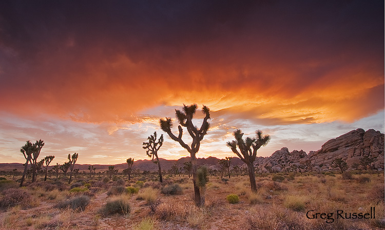 a dramatic, fiery sunset in joshua tree national park