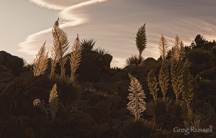 Heavily backlit Parry's Nolina in Joshua Tree national park, california