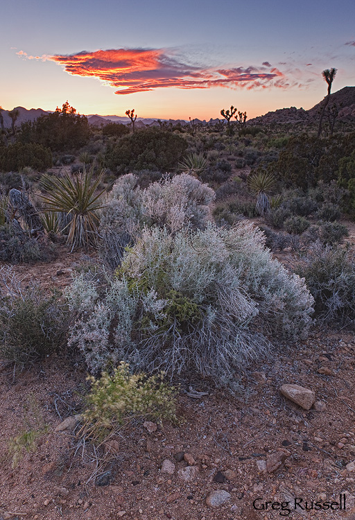 joshua tree; joshua tree national park;  silhouette; sunset