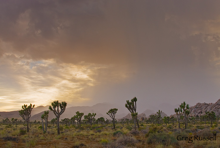 thunderstorm over lost horse valley, joshua tree national park