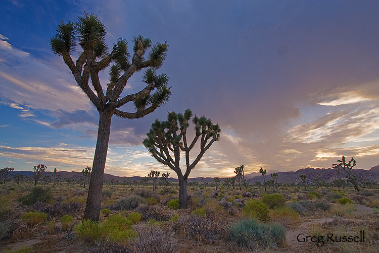 A dramatic, fiery sunset in Joshua Tree National Park