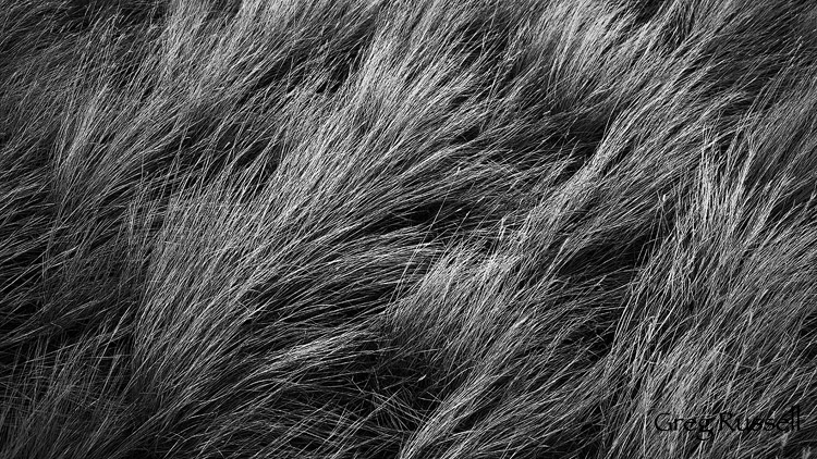 black and white image of bunchgrass on the high plains of central wyoming