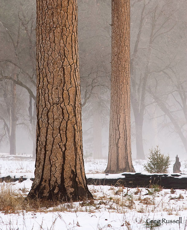 yosemite icon; Yosemite National Park; Yosemite Photo; yosemite scene; winter photo; winter scene; fog; el capitan meadow; pine trees; pinus spp 