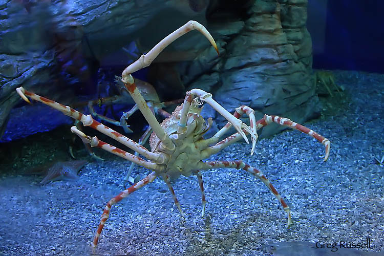 Photograph of a Japanese spider crab (Macrocheira kaempferi)