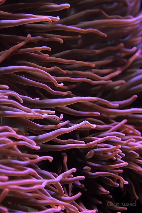 Abstract photo of a sea anenome (Cnidaria)