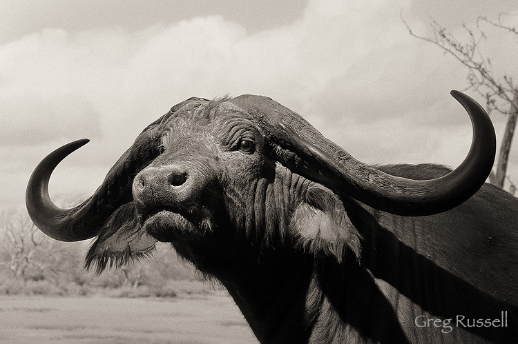 Cape Buffalo (Syncerus caffer) diorama