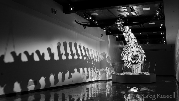 Fin Whale Skeleton at the Los Angeles County Museum of Natural History