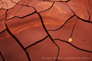 a leaf and mud