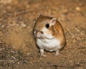 giant kangaroo rat, dipodomys ingens