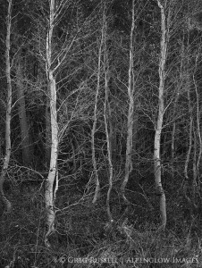 naked late fall aspens