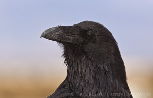 raven, corvus corax