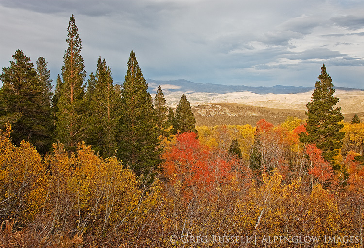 fall colors, sierra nevada