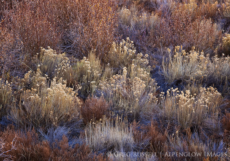 fall vegetation along calf creek, utah