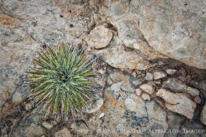 small yucca plant