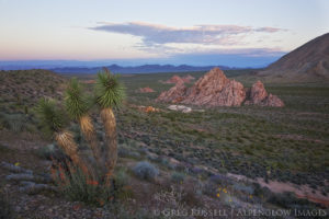 photo of joshua trees and wildflowers at sunrise in gold butte national monument, nevada