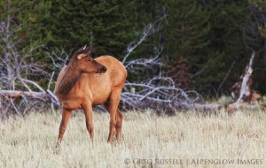 A cow elk, Cervus canadensis