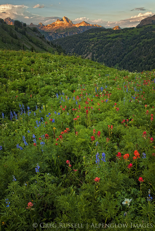 wildflowers on fox creek pass