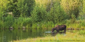 A moose in Grand Teton National Park