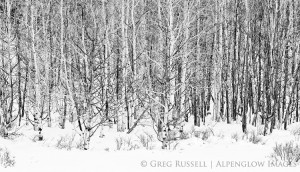 aspen trees and snow
