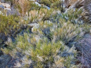 verdant canyon in the desert