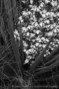 A flowering mojave yucca