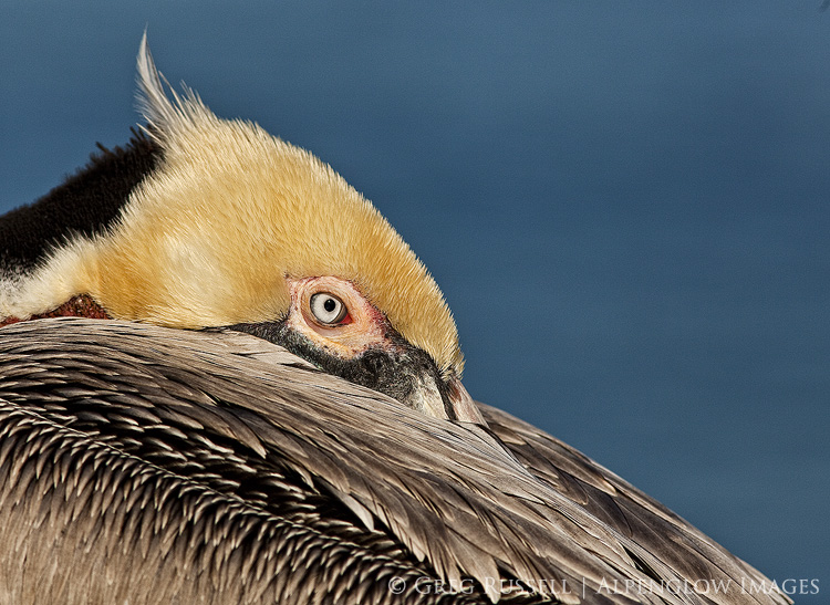 brown pelican, pelecanus occidentalis