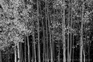 Utah aspen trees