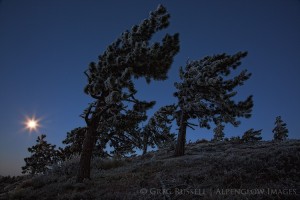 moonset and rime ice on trees near Wrightwood California