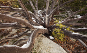 photo of manzanita branches in the san jacinto mountains