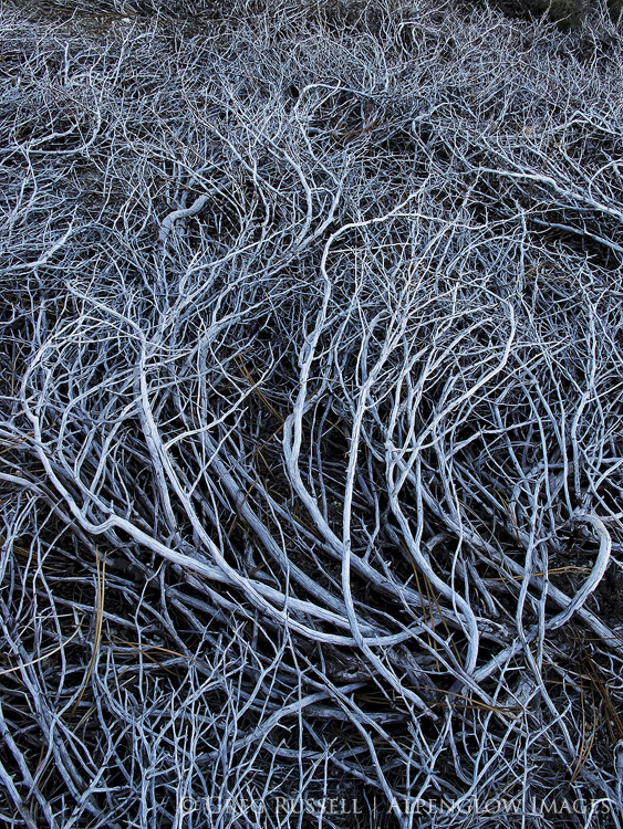 manzanita, san jacinto mountains