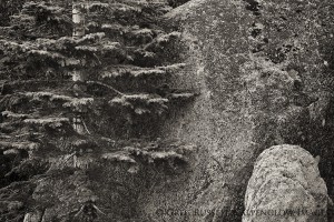 pine tree and rock