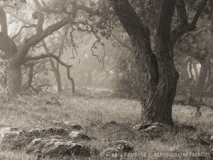 oak trees and fog
