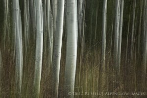 pan blur of aspen trunks