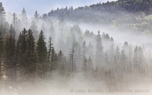 fog and pine trees during storm