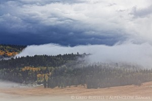 fall aspens and fog