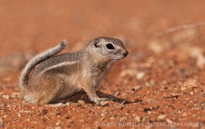 antelope ground squirrel, ammospermophilus leucurus
