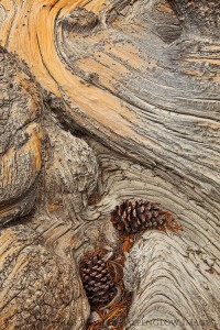 bristlecone pine trunk