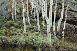 aspens in the white mountains