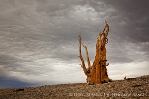 patriarch grove, white mountains, california