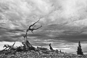 A bristlecone pine and storm