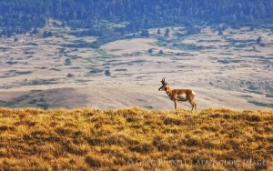 pronghorn antelope, antilocapra americana