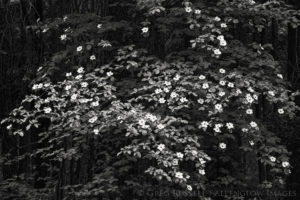 black and white photo of dogwood flowers in yosemite national park