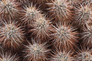 intimate cactus portrait in joshua tree national park