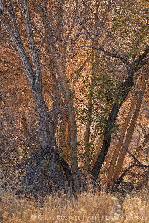 fall scene in the morongo valley, california